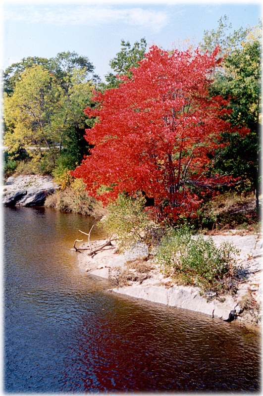 MA Crimson Tree, New England America.jpg